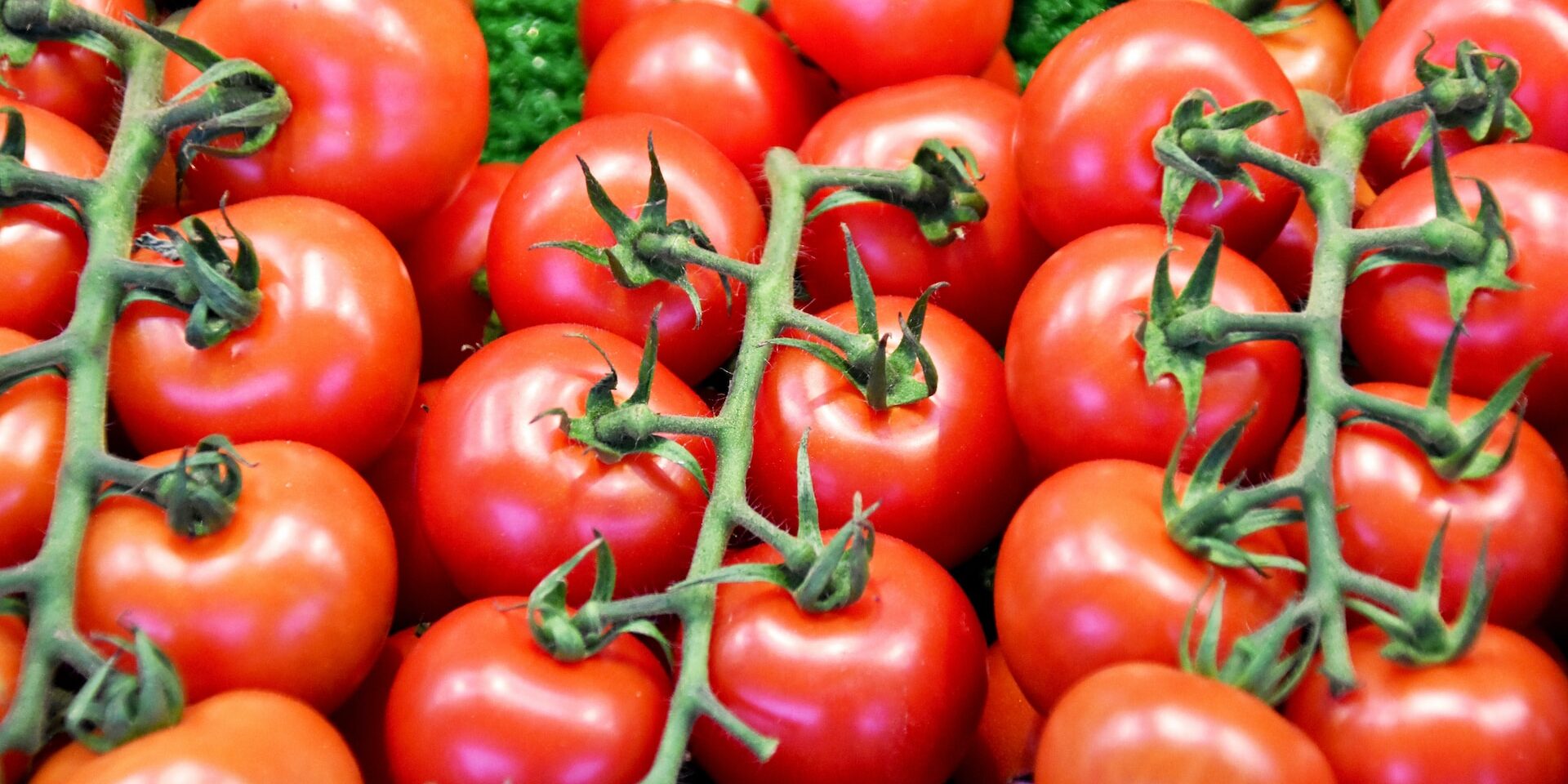 TOMATO crispr